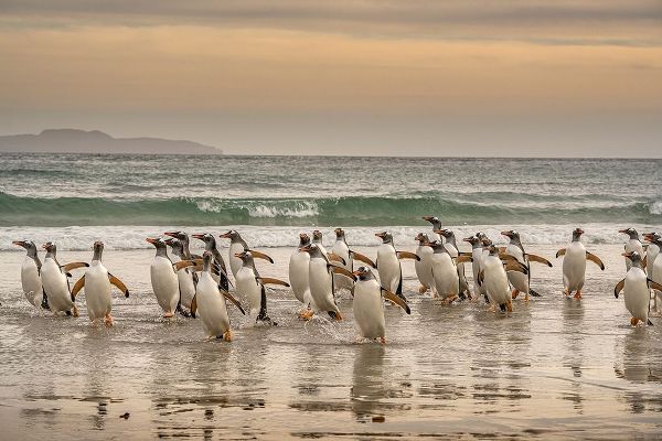 Falkland Islands-Grave Cove Gentoo penguins walking in surf at sunset